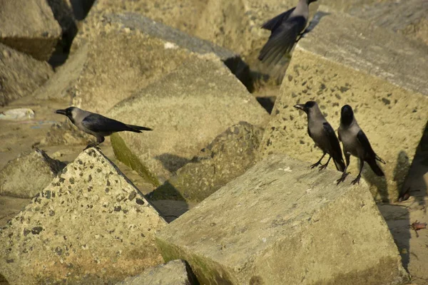Ev Kargaları, Coxs Bazar 'daki Bakkhali nehri boyunca beton nehir dolgu bloklarında dinleniyor.