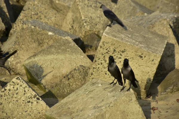 Ev Kargaları, Coxs Bazar 'daki Bakkhali nehri boyunca beton nehir dolgu bloklarında dinleniyor.
