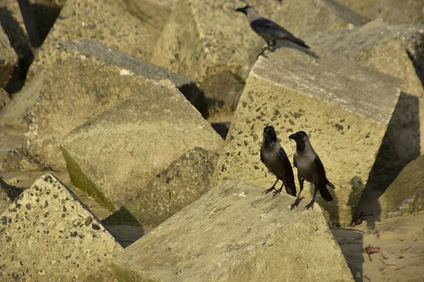 Ev Kargaları, Coxs Bazar 'daki Bakkhali nehri boyunca beton nehir dolgu bloklarında dinleniyor.
