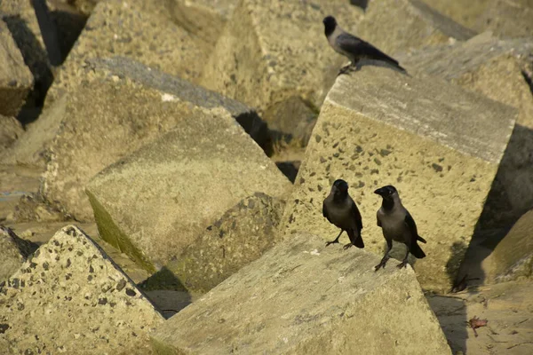 Ev Kargaları, Coxs Bazar 'daki Bakkhali nehri boyunca beton nehir dolgu bloklarında dinleniyor.