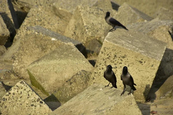 Ev Kargaları, Coxs Bazar 'daki Bakkhali nehri boyunca beton nehir dolgu bloklarında dinleniyor.