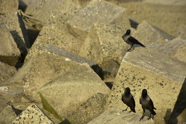Ev Kargaları, Coxs Bazar 'daki Bakkhali nehri boyunca beton nehir dolgu bloklarında dinleniyor.