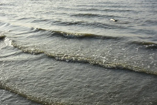 Bakkhali Nehri kıyısında Yumuşak Su Dalgalanmaları ve Sığ Nehir Dalgaları