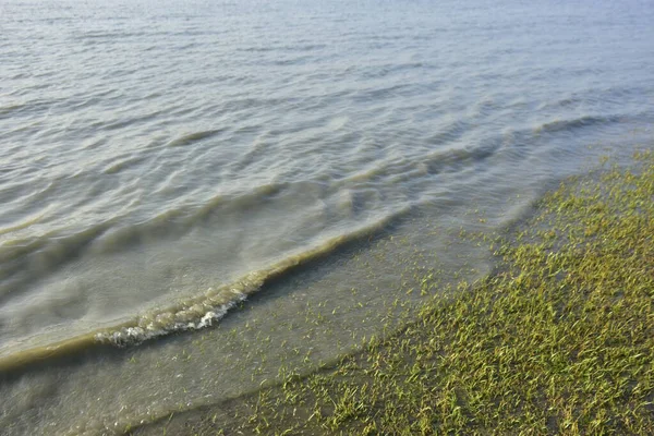 Bakkhali Nehri kıyısında Yumuşak Su Dalgalanmaları ve Sığ Nehir Dalgaları