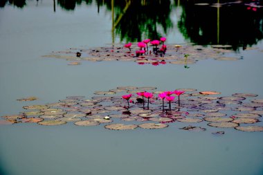 Canlı pembe nilüfer çiçeği durgun suya yansıyarak meditasyon, farkındalık ve zarif çiçek tasarımı için işe yarayan çarpıcı bir görsel denge oluşturur..