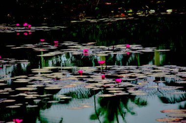 Canlı pembe nilüfer çiçeği durgun suya yansıyarak meditasyon, farkındalık ve zarif çiçek tasarımı için işe yarayan çarpıcı bir görsel denge oluşturur..