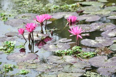 Canlı pembe nilüfer çiçeği durgun suya yansıyarak meditasyon, farkındalık ve zarif çiçek tasarımı için işe yarayan çarpıcı bir görsel denge oluşturur..