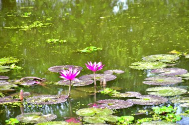 Canlı pembe nilüfer çiçeği durgun suya yansıyarak meditasyon, farkındalık ve zarif çiçek tasarımı için işe yarayan çarpıcı bir görsel denge oluşturur..
