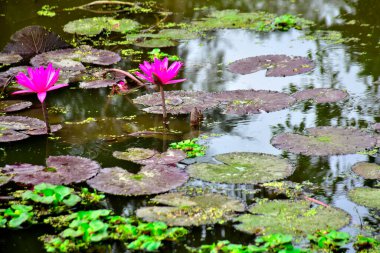 Canlı pembe nilüfer çiçeği durgun suya yansıyarak meditasyon, farkındalık ve zarif çiçek tasarımı için işe yarayan çarpıcı bir görsel denge oluşturur..