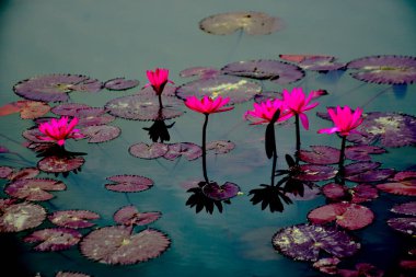 Geniş nilüferler arasında yetişen narin bir nilüfer çiçeği, çiçek ve su arasındaki uyumu yakalar, spa, sağlık ve botanik kavramlar için uygundur..