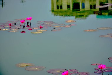 Geniş nilüferler arasında yetişen narin bir nilüfer çiçeği, çiçek ve su arasındaki uyumu yakalar, spa, sağlık ve botanik kavramlar için uygundur..