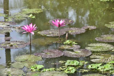 Geniş nilüferler arasında yetişen narin bir nilüfer çiçeği, çiçek ve su arasındaki uyumu yakalar, spa, sağlık ve botanik kavramlar için uygundur..