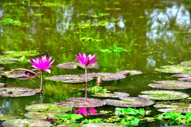 Geniş nilüferler arasında yetişen narin bir nilüfer çiçeği, çiçek ve su arasındaki uyumu yakalar, spa, sağlık ve botanik kavramlar için uygundur..