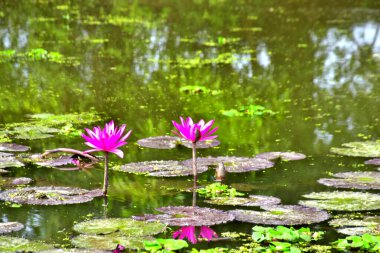 Geniş nilüferler arasında yetişen narin bir nilüfer çiçeği, çiçek ve su arasındaki uyumu yakalar, spa, sağlık ve botanik kavramlar için uygundur..