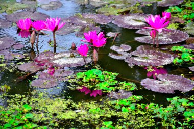 Geniş nilüferler arasında yetişen narin bir nilüfer çiçeği, çiçek ve su arasındaki uyumu yakalar, spa, sağlık ve botanik kavramlar için uygundur..