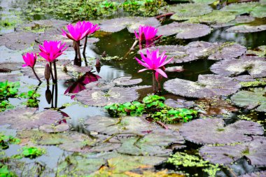 Geniş nilüferler arasında yetişen narin bir nilüfer çiçeği, çiçek ve su arasındaki uyumu yakalar, spa, sağlık ve botanik kavramlar için uygundur..
