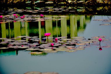 Sakin bir gölette, yumuşak dalgalar ve dokulu zambaklarla durgun arka planlar ve doğadan esinlenilmiş görseller için mükemmel olan tropik bir nilüfer çiçeği..