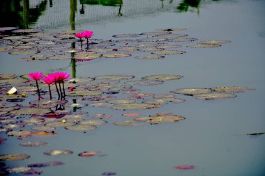 Sakin bir gölette, yumuşak dalgalar ve dokulu zambaklarla durgun arka planlar ve doğadan esinlenilmiş görseller için mükemmel olan tropik bir nilüfer çiçeği..