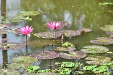 Sakin bir gölette, yumuşak dalgalar ve dokulu zambaklarla durgun arka planlar ve doğadan esinlenilmiş görseller için mükemmel olan tropik bir nilüfer çiçeği..