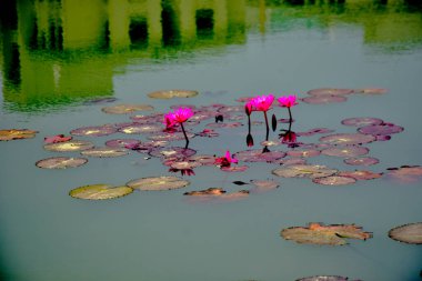 Nilüfer yapraklarıyla çevrili, sessiz bir göletin üzerinden yükselen parlak pembe bir nilüfer, doğa, refah ve rahatlama temaları için ideal huzurlu bir doğal manzara yaratıyor..