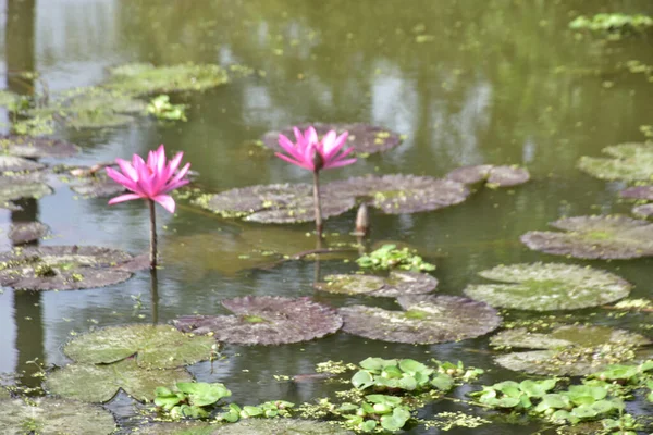 Sakin bir gölette, yumuşak dalgalar ve dokulu zambaklarla durgun arka planlar ve doğadan esinlenilmiş görseller için mükemmel olan tropik bir nilüfer çiçeği..