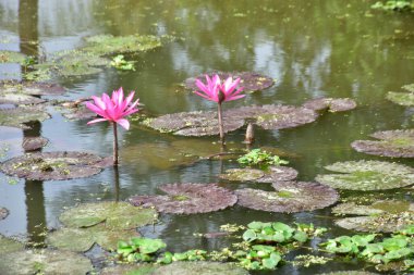 Nilüfer yapraklarıyla çevrili, sessiz bir göletin üzerinden yükselen parlak pembe bir nilüfer, doğa, refah ve rahatlama temaları için ideal huzurlu bir doğal manzara yaratıyor..
