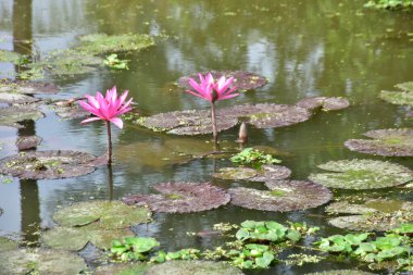 Nilüfer yapraklarıyla çevrili, sessiz bir göletin üzerinden yükselen parlak pembe bir nilüfer, doğa, refah ve rahatlama temaları için ideal huzurlu bir doğal manzara yaratıyor..