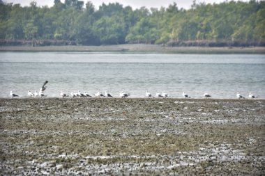 Bir grup martı, Bakkhali Nehri 'ndeki kurak bir nehir kıyısında, gelgit sırasında dinleniyor. Arka planda mangrov ormanları mevsimsel su seviyesi değişikliklerini ve kıyı ortamını gösteriyor..