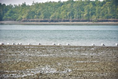 Bir grup martı, Bakkhali Nehri 'ndeki kurak bir nehir kıyısında, gelgit sırasında dinleniyor. Arka planda mangrov ormanları mevsimsel su seviyesi değişikliklerini ve kıyı ortamını gösteriyor..