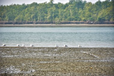 Bir grup martı, Bakkhali Nehri 'ndeki kurak bir nehir kıyısında, gelgit sırasında dinleniyor. Arka planda mangrov ormanları mevsimsel su seviyesi değişikliklerini ve kıyı ortamını gösteriyor..