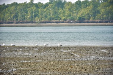 Bir grup martı, Bakkhali Nehri 'ndeki kurak bir nehir kıyısında, gelgit sırasında dinleniyor. Arka planda mangrov ormanları mevsimsel su seviyesi değişikliklerini ve kıyı ortamını gösteriyor..