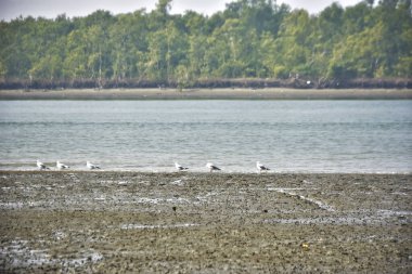 Bir grup martı, Bakkhali Nehri 'ndeki kurak bir nehir kıyısında, gelgit sırasında dinleniyor. Arka planda mangrov ormanları mevsimsel su seviyesi değişikliklerini ve kıyı ortamını gösteriyor..