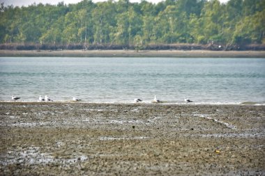 Bir grup martı, Bakkhali Nehri 'ndeki kurak bir nehir kıyısında, gelgit sırasında dinleniyor. Arka planda mangrov ormanları mevsimsel su seviyesi değişikliklerini ve kıyı ortamını gösteriyor..