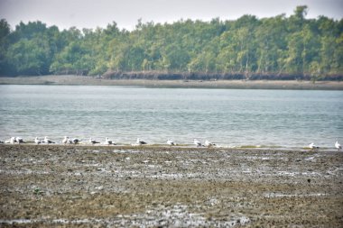 Bir grup martı, Bakkhali Nehri 'ndeki kurak bir nehir kıyısında, gelgit sırasında dinleniyor. Arka planda mangrov ormanları mevsimsel su seviyesi değişikliklerini ve kıyı ortamını gösteriyor..