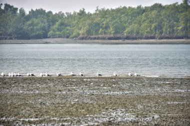 Bir grup martı, Bakkhali Nehri 'ndeki kurak bir nehir kıyısında, gelgit sırasında dinleniyor. Arka planda mangrov ormanları mevsimsel su seviyesi değişikliklerini ve kıyı ortamını gösteriyor..
