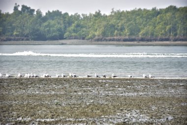 Bir grup martı, Bakkhali Nehri 'ndeki kurak bir nehir kıyısında, gelgit sırasında dinleniyor. Arka planda mangrov ormanları mevsimsel su seviyesi değişikliklerini ve kıyı ortamını gösteriyor..