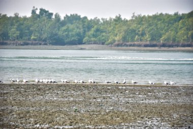 Bir grup martı, Bakkhali Nehri 'ndeki kurak bir nehir kıyısında, gelgit sırasında dinleniyor. Arka planda mangrov ormanları mevsimsel su seviyesi değişikliklerini ve kıyı ortamını gösteriyor..