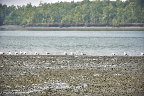 Bir grup martı, Bakkhali Nehri 'ndeki kurak bir nehir kıyısında, gelgit sırasında dinleniyor. Arka planda mangrov ormanları mevsimsel su seviyesi değişikliklerini ve kıyı ortamını gösteriyor..