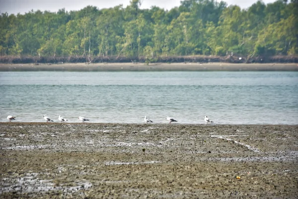 Bir grup martı, Bakkhali Nehri 'ndeki kurak bir nehir kıyısında, gelgit sırasında dinleniyor. Arka planda mangrov ormanları mevsimsel su seviyesi değişikliklerini ve kıyı ortamını gösteriyor..