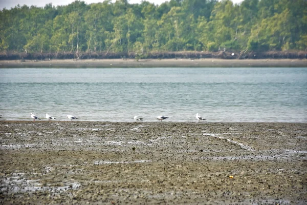 Bir grup martı, Bakkhali Nehri 'ndeki kurak bir nehir kıyısında, gelgit sırasında dinleniyor. Arka planda mangrov ormanları mevsimsel su seviyesi değişikliklerini ve kıyı ortamını gösteriyor..