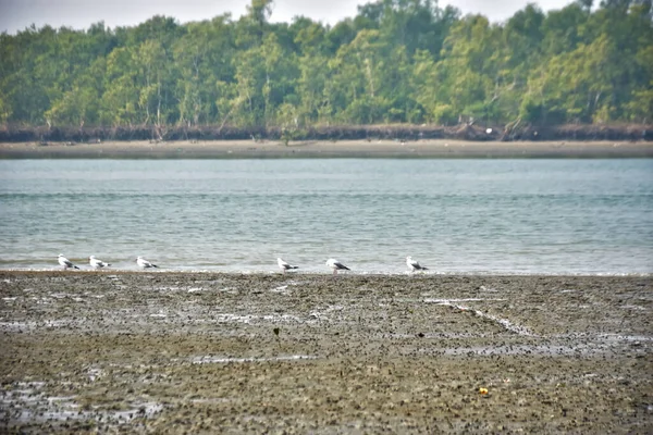 Bir grup martı, Bakkhali Nehri 'ndeki kurak bir nehir kıyısında, gelgit sırasında dinleniyor. Arka planda mangrov ormanları mevsimsel su seviyesi değişikliklerini ve kıyı ortamını gösteriyor..