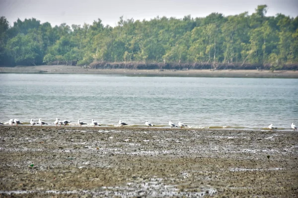 Bir grup martı, Bakkhali Nehri 'ndeki kurak bir nehir kıyısında, gelgit sırasında dinleniyor. Arka planda mangrov ormanları mevsimsel su seviyesi değişikliklerini ve kıyı ortamını gösteriyor..