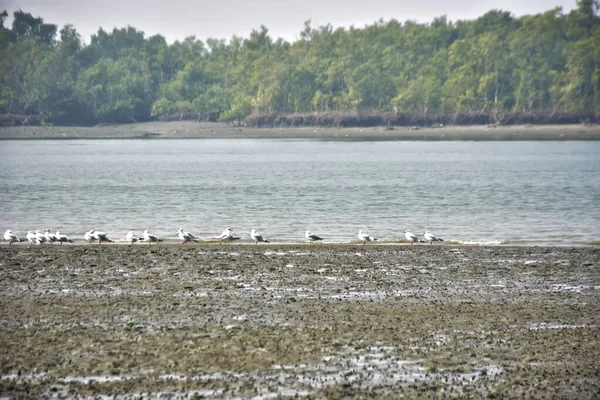 Bir grup martı, Bakkhali Nehri 'ndeki kurak bir nehir kıyısında, gelgit sırasında dinleniyor. Arka planda mangrov ormanları mevsimsel su seviyesi değişikliklerini ve kıyı ortamını gösteriyor..