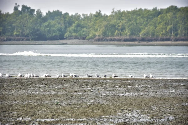 Bir grup martı, Bakkhali Nehri 'ndeki kurak bir nehir kıyısında, gelgit sırasında dinleniyor. Arka planda mangrov ormanları mevsimsel su seviyesi değişikliklerini ve kıyı ortamını gösteriyor..