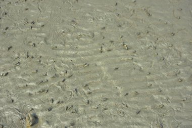 Doğal istiridye resifi ve gel-git sırasında Bangladeş 'teki Bakkhali Nehri boyunca gelgit çamuru üzerindeki genç mangrov büyümesi kıyı restorasyonunu, sulak arazi ekolojisini ve iklime dayanıklı kıyı şeridini göstermektedir..