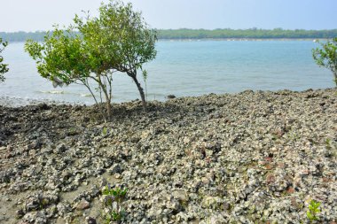 Doğal istiridye resifi ve gel-git sırasında Bangladeş 'teki Bakkhali Nehri boyunca gelgit çamuru üzerindeki genç mangrov büyümesi kıyı restorasyonunu, sulak arazi ekolojisini ve iklime dayanıklı kıyı şeridini göstermektedir..