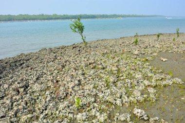 Doğal istiridye resifi ve gel-git sırasında Bangladeş 'teki Bakkhali Nehri boyunca gelgit çamuru üzerindeki genç mangrov büyümesi kıyı restorasyonunu, sulak arazi ekolojisini ve iklime dayanıklı kıyı şeridini göstermektedir..