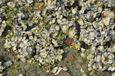 Doğal istiridye resifi ve gel-git sırasında Bangladeş 'teki Bakkhali Nehri boyunca gelgit çamuru üzerindeki genç mangrov büyümesi kıyı restorasyonunu, sulak arazi ekolojisini ve iklime dayanıklı kıyı şeridini göstermektedir..