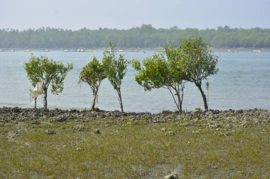 Doğal istiridye resifi ve gel-git sırasında Bangladeş 'teki Bakkhali Nehri boyunca gelgit çamuru üzerindeki genç mangrov büyümesi kıyı restorasyonunu, sulak arazi ekolojisini ve iklime dayanıklı kıyı şeridini göstermektedir..