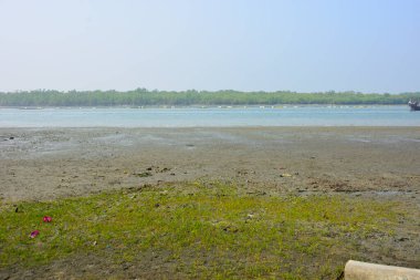 Bangladeş 'teki Bakkhali Nehri boyunca alçak gelgitli kıyı manzarası çamur düzlükleri, istiridye kabukları, mangrov bitkileri, balıkçı tekneleri ve doğal gün ışığında estuarine ekosistemini gösteriyor..